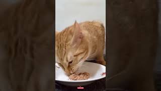 Cat eating asmr 😋 [upl. by Bray895]