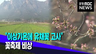 이상기온 속 quot유채꽃 70 고사quot축제도 취소 20240402뉴스투데이포항MBC [upl. by Aicenet]