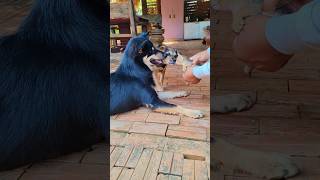 Dog funny reaction to kittenfoureyesdogbecky puppy love viral funny [upl. by Veljkov]