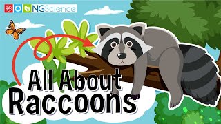 All About Raccoons [upl. by Sammy]