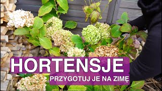 Kiedy okrywać hortensje na zimę Hortensja przycinanie jesienią Hortensja ogrodowa i bukietowa [upl. by Nare]