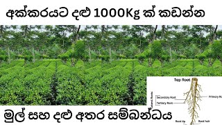 පෑවිල්ලට තේ මැරෙන ප්‍රධාන හේතුව  මෙහෙම කෙරුවොත් තේ පැලය ආරක්‍ෂිතයි  How to safe tea in drought [upl. by Esimorp]