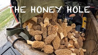 Morel Mushroom Hunting 2024 Kentucky Day 2 THE MOTHER LOAD [upl. by Puri]