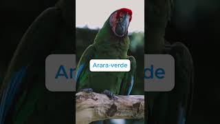 🌍5 ARARAS EM RISCO DE EXTINÇÃO CONHEÇA AS ESPÉCIES MAIS AMEAÇADAS 🦜 shortsvideo aves natureza [upl. by Nalor621]