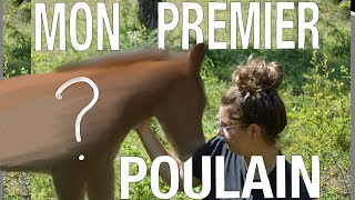 MON POULAIN EST NÉ   de la gestation à la naissance [upl. by Suivatco]