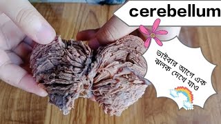 Easy demo on Cerebellum Bangla [upl. by Nylireg]