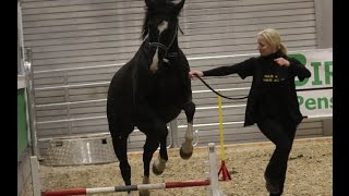 Eindrücke von der Hippologica 2015 in Berlin [upl. by Aliek]