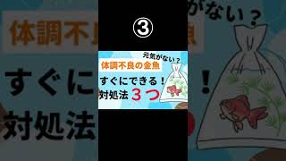 【私の育て方総集編①～④】金魚すくいの金魚｜ブクブクなしで15年8ヶ月｜体調不良の金魚・飼い主がすぐにできる対処法3つ｜赤斑病の金魚・対処法はこれだけ｜50代主婦｜金魚すくい Shorts [upl. by Tobi809]