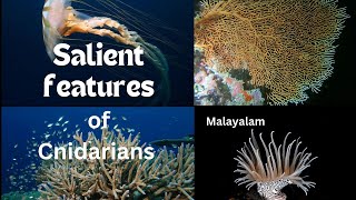 Salient Features of Cnidarians  Malayalam  BSc Zoo  Sem 1  Dr RaniSDharan [upl. by Ayatnwahs]