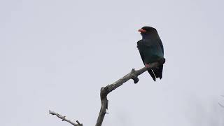 Dollarbird Hervey Bay Qld [upl. by Georgy]