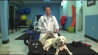 Veterinarian Demonstrates how to put a Walkin Wheels Dog Wheelchair on a dog [upl. by Carmita805]