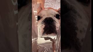 Esto pasa cuando tienes perros😂 perro mascota perrosdivertidos gracioso frenchie viral [upl. by Inesita]