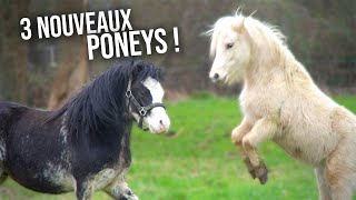 PRÉSENTATION DES 3 NOUVEAUX PONEYS  🥰 [upl. by Bakerman994]