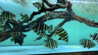 Sumatra tiger fish tank [upl. by Goles496]