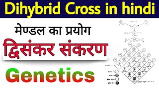 Dihybrid Cross in hindi  Mendels experiment  द्विसंकर संकरण  biology science sk [upl. by Clea]