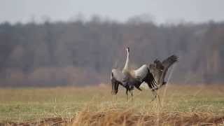 Taniec Zurawi Common Crane Dance Grus grus [upl. by Adur489]