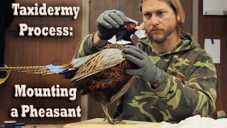 Mounting a RingNecked Pheasant Taxidermy Process How To Overview Wildlife Animal Art Taxidermist [upl. by Dinah]