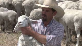 Brett and Michelle Selman  Selman Ranch Tremonton UT [upl. by Nettle453]