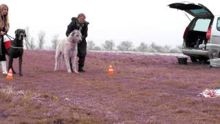 Coursing with Great Dane and Irish Wolfhound [upl. by Atnauqahs]