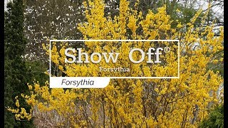 30 Seconds with Show Off® Forsythia [upl. by Chrissy]