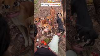 Dog Funny Reaction 😂😂 shorts funny dog prank viralvideo ytshorts [upl. by Essirahc]