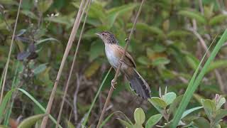 Chinese Grassbird 大草鶯 [upl. by Korrie396]