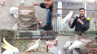 New 3 cockatoos aye Bhopal se Thank you sir for gifted 3 bare eyed cockatoo to basona bird aviary [upl. by Hueston]