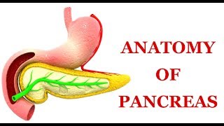 Anatomy of Pancreas Made Easy [upl. by Teece]