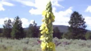 mullein heal the earth with cowboy toilet paper [upl. by Dnaleel]