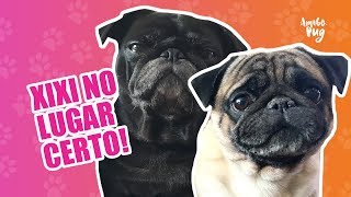 💩Como ensinar o cachorro fazer xixi e cocô no lugar certo  Amigo Pug [upl. by Avictor629]