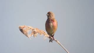 Linotte mélodieuse  Linaria cannabina  Common Linnet [upl. by Surtimed389]