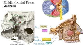 Foramen Ovale with Mnemonics for Transmission  Head and Neck Anatomy [upl. by Edris]