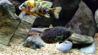 Ctenopoma Actirostre Leopard Bush Fish African Leaf Spotlight Aquarium [upl. by Beutner40]