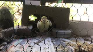 Angry cockatiel charges the camera [upl. by Lefkowitz]