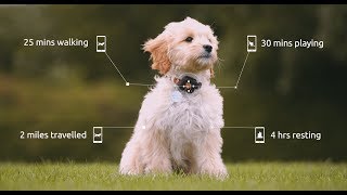 PitPat Dog Activity Monitor amp Dog Exercise Tracker App  2019 [upl. by Ellehcir]