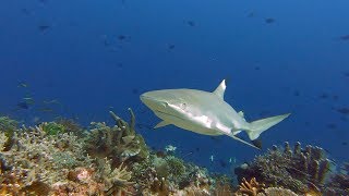 Diving around Halmahera Indonesia [upl. by Nohsyt]