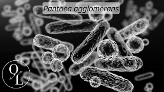 29 Pantoea agglomerans antes Enterobacter agglomerans Erwinia herbicola y Erwinia milletiae [upl. by Devon]