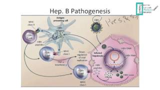 Viral Hepatitis [upl. by Bink104]