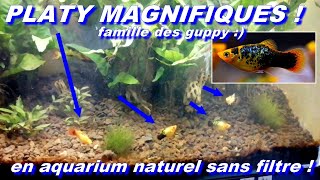 Mes platy calico sunset  Xiphophorus maculatus  Pascal Aquariums Naturels [upl. by Ecniuq]