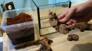 How to setup terrarium  vivarium for tarantula and moving in Heterothele violasella female [upl. by Adnaluy]