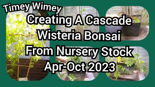 Creating A Cascade Wisteria Bonsai From Nursery Stock Timey Wimey Apr Oct 2023 [upl. by Ralat103]