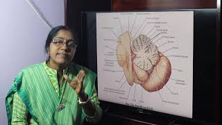 Lecture On Ventricles Of The Brain [upl. by Recha]