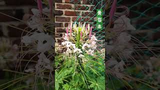 풍접초 풍접초 風蝶草 Cleome spinosa [upl. by Kecaj350]