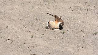 Killdeer broken wing act [upl. by Tarrant]