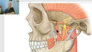 Anatomy of head and neck module in Arabic 29 Middle meningeal artery  by Dr Wahdan [upl. by Davidoff276]