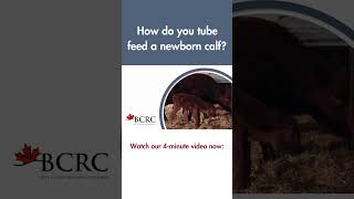 How to tube feed newborn calves beefcattle calf911 calving [upl. by Ulric983]