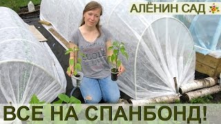 Сажаю баклажаны и перец на черный спанбонд  Высадка рассады баклажанов и перца [upl. by Valerlan]