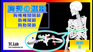 【胸郭の運動】『胸椎椎間関節thoracic facet joint』『肋椎関節costovertebral joint』『胸肋関節sternocostal joint』 胸郭Ⅱ [upl. by Tillio]