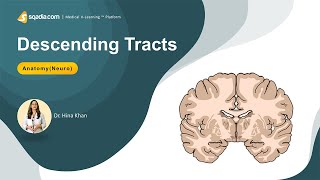 Descending Tracts of Spinal Cord  NeuroAnatomy Made Easy for Students  VLearning™ [upl. by Einrae]