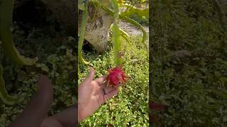 Dragon fruit Pitaya growing on an avocado tree  San Diego [upl. by Ylrac]